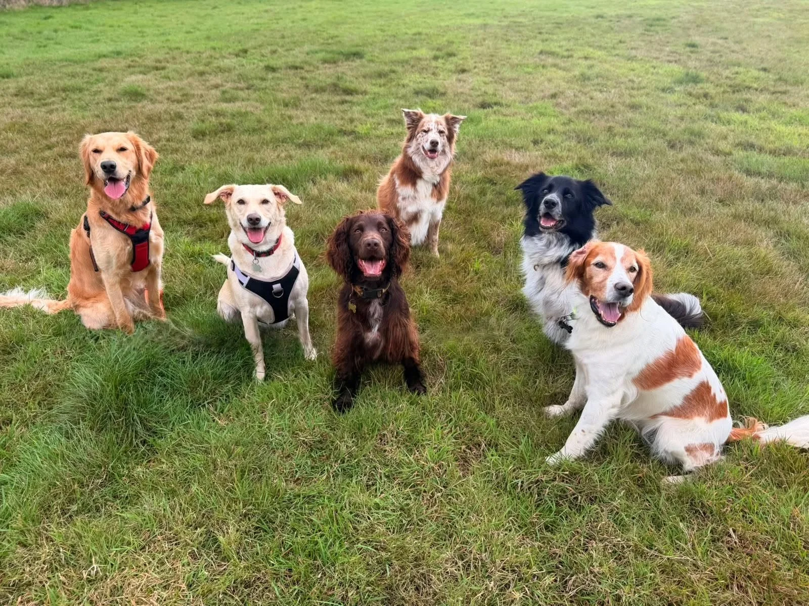 Group of seven dogs sitting and lying on a grassy field, some with tongues out and smiling.