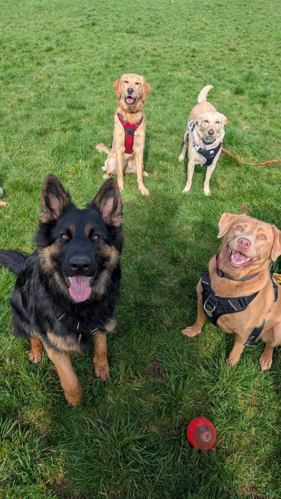 Four dogs sitting on green grass, with a red and brown ball in the foreground. Two of the dogs are wearing harnesses, and the background is an open grassy field.