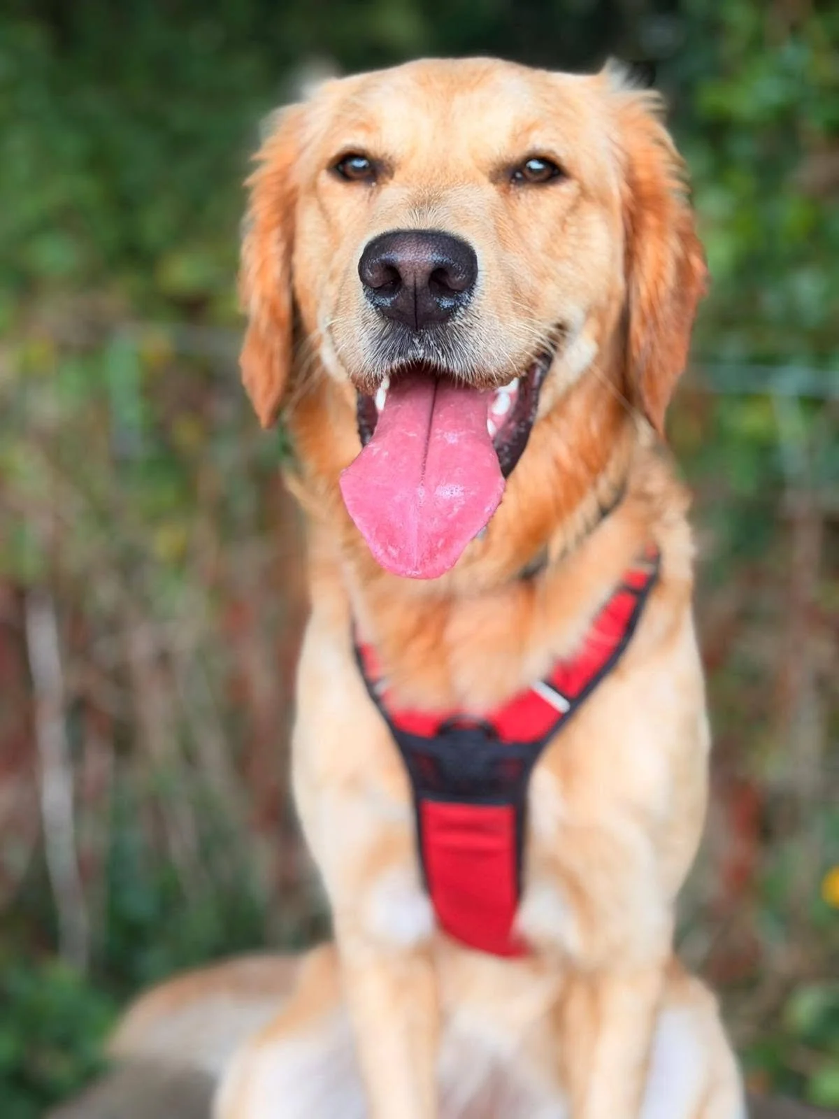 Close-up of a happy golden retriever dog with its tongue out, wearing a red harness, outdoors with a blurred green background.