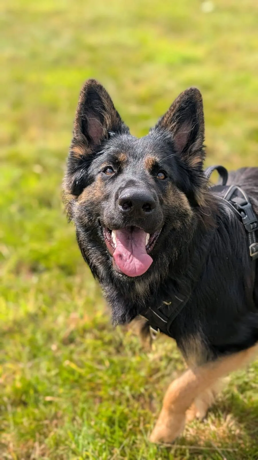 A happy German Shepherd dog with a black and tan coat and pointed ears, standing on green grass with a blurred background.