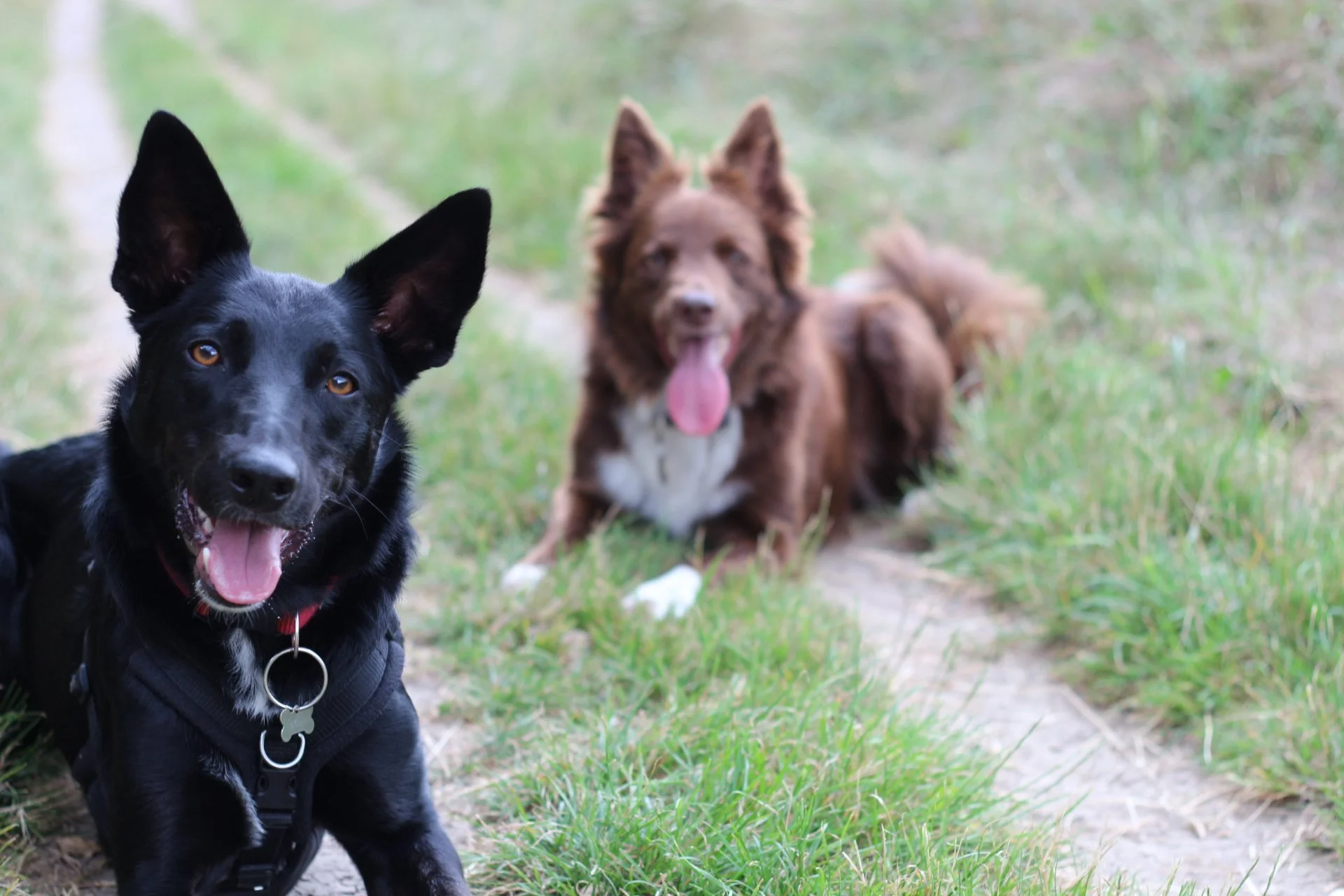 Two dogs, one black with tan markings and one brown with white markings, are outdoors on a grassy trail. The black dog is in the foreground, looking at the camera with its mouth open and ears upright. The brown dog is in the background, lying on the grass, with its tongue out and looking in the distance.