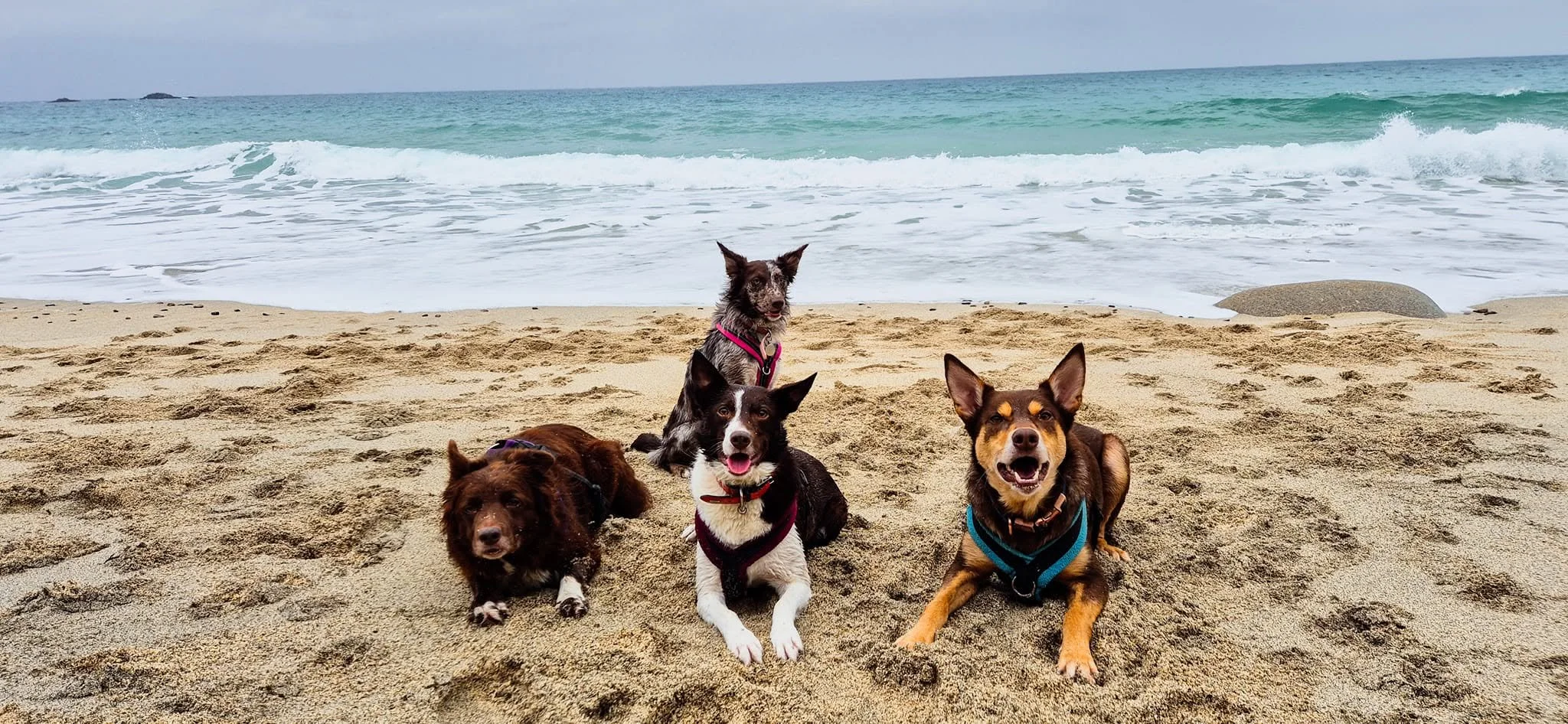 Four dogs on a sandy beach with the ocean and waves in the background.