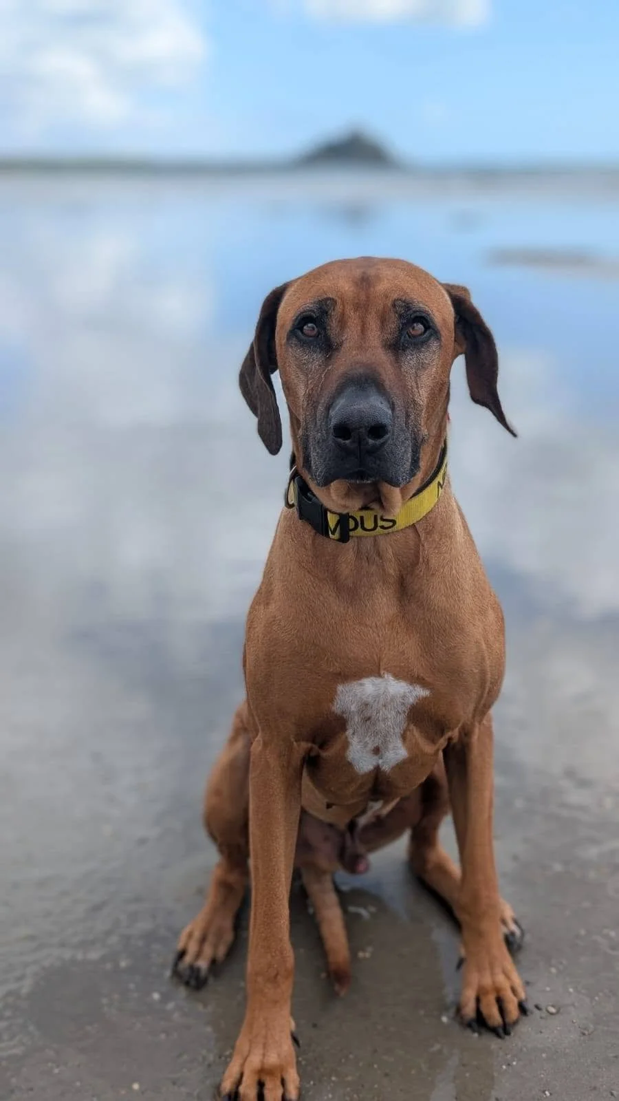 A brown dog with a black nose and a white patch on its chest sitting on wet sand at the beach with water and a cloudy sky in the background.