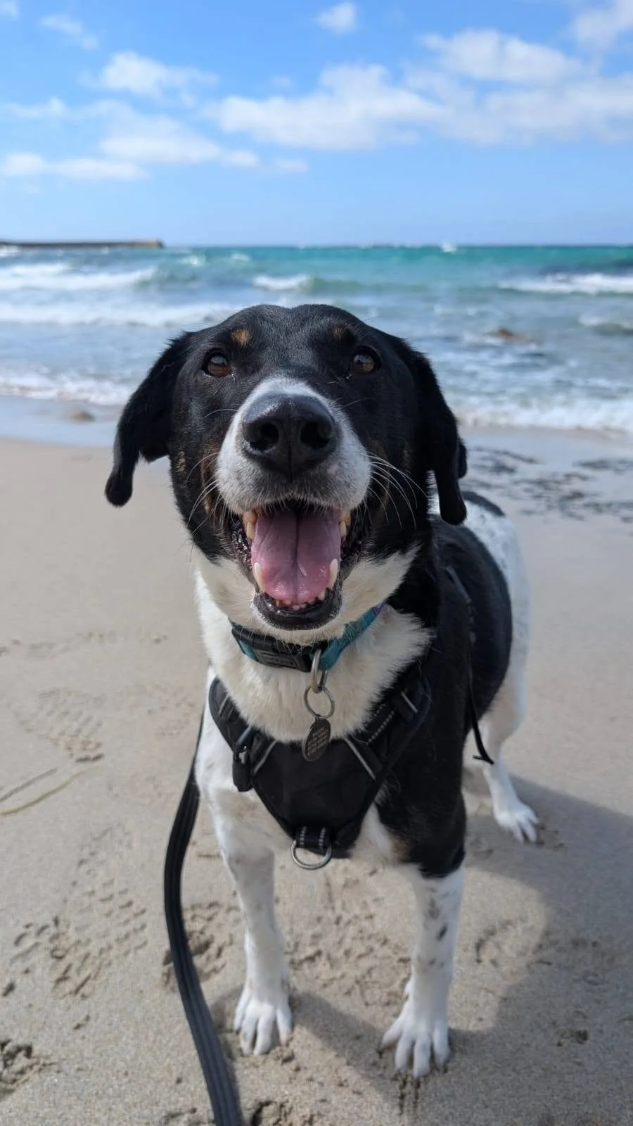 A happy black and white dog with a harness on a sandy beach near the ocean, with blue sky and clouds in the background.