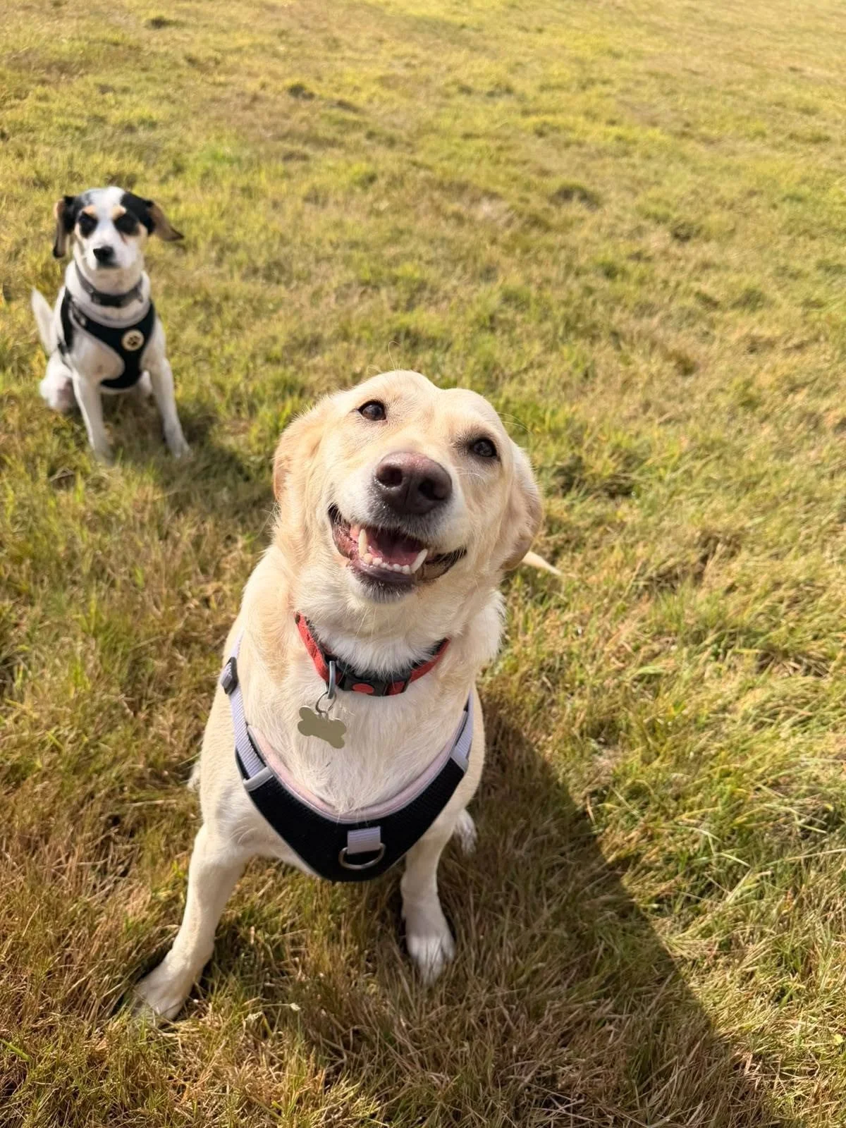 Two happy dogs sitting on a grassy field, one in the foreground with a red collar and bone-shaped tag, and one in the background wearing a harness.