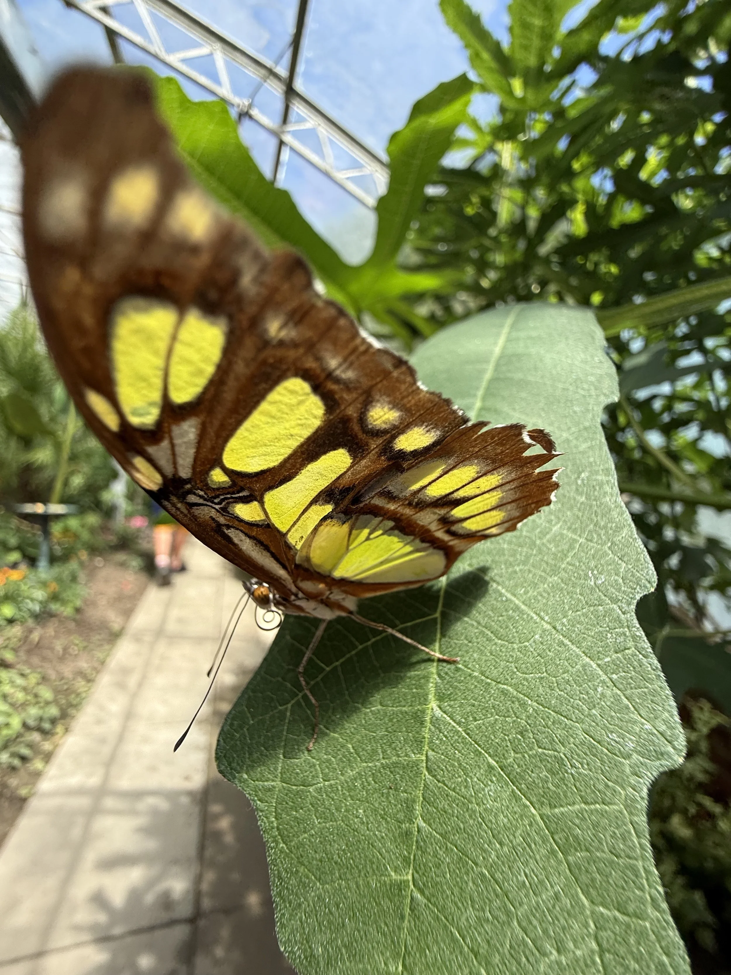 Butterflies and a little bit of magic at Stanmer Park