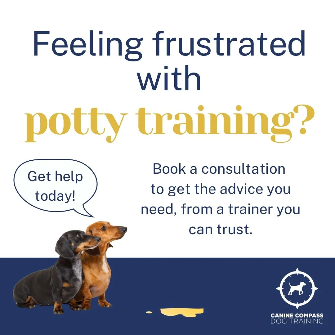 Potty training struggles are so common—and honestly, they can be one of the most frustrating parts of raising a dog. 😩 It’s easy to feel like you’re doing everything right but still ending up with accidents on the rug. The truth? P