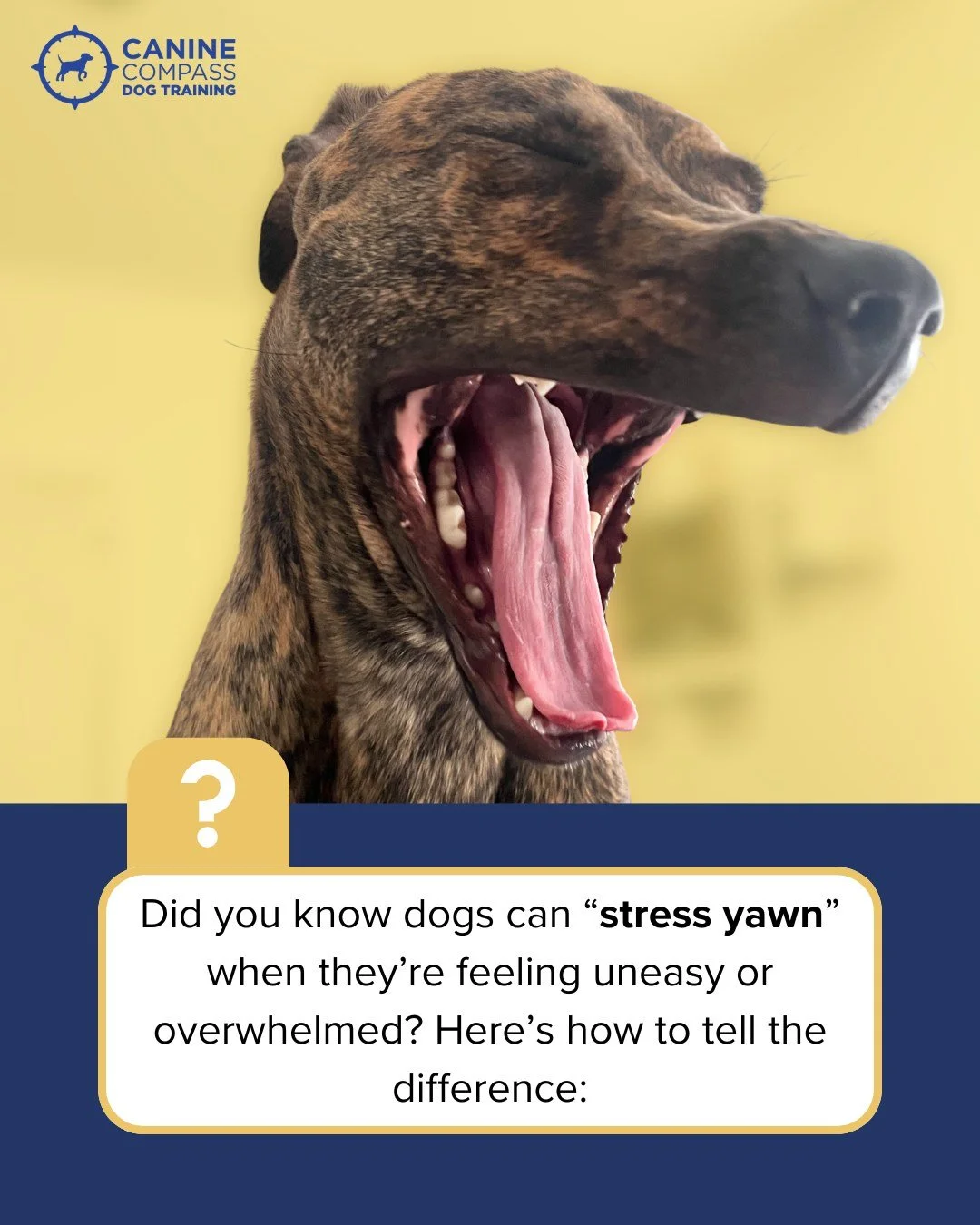 How to tell the difference between a regular yawn and a stress yawn:
😴 Sleepy yawn → Happens during rest, waking up, or winding down.
😬 Stress yawn → Happens in busy, new, or tense situations—often paired with other signs like lip l