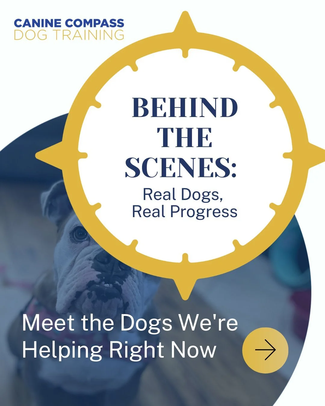 There's always room for improvement, but that's where training can help. These pups are killing it with their programs! 💪
#CharlotteDogTraining #CharlotteDogs #InHomeTraining #BehaviorModification