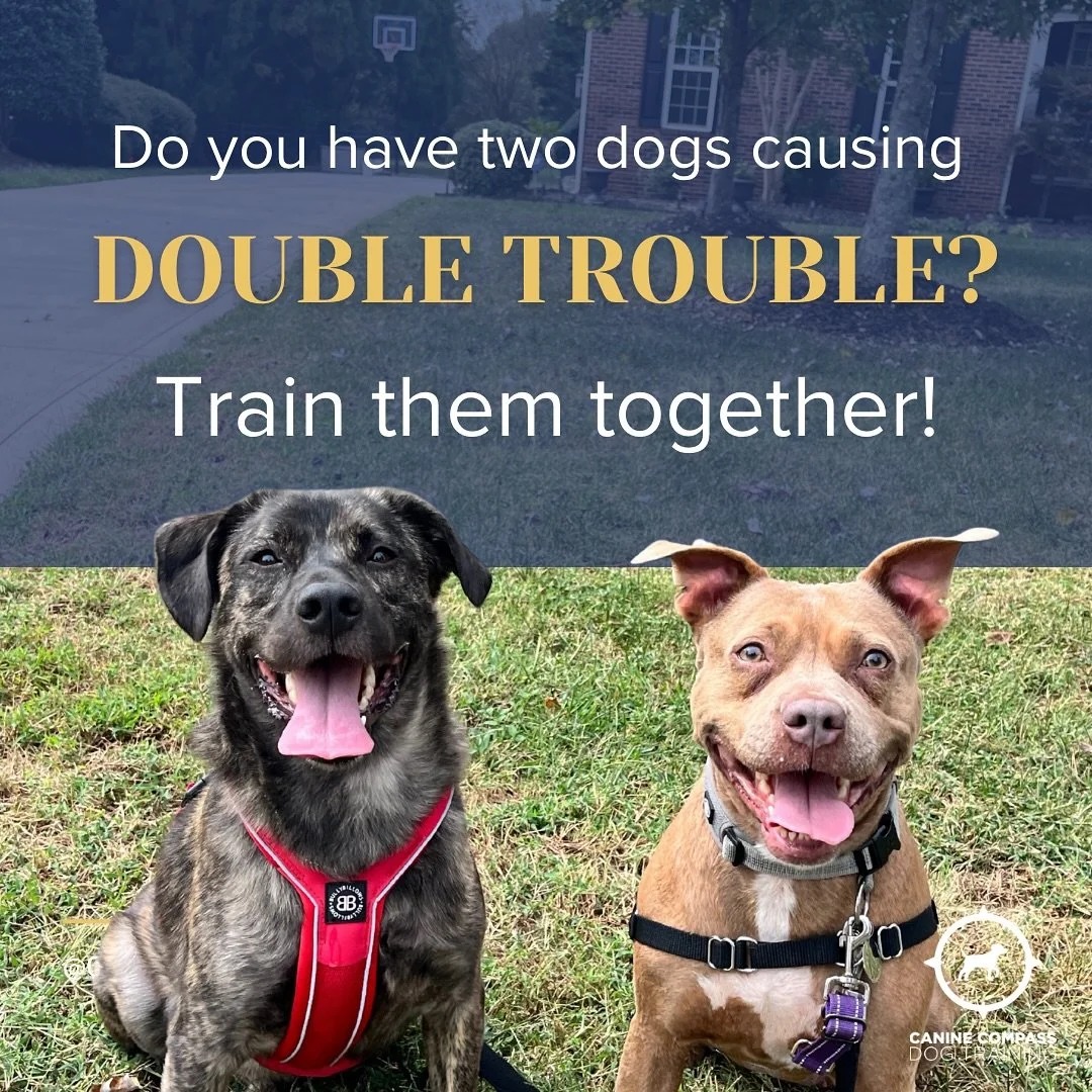 Fun fact: dogs learn a lot just by watching each other! 👀🐾 That means when you train two pups at once, they can actually help each other succeed. Teamwork makes the dream work—and in this case, makes training easier too. Want to set your dogs