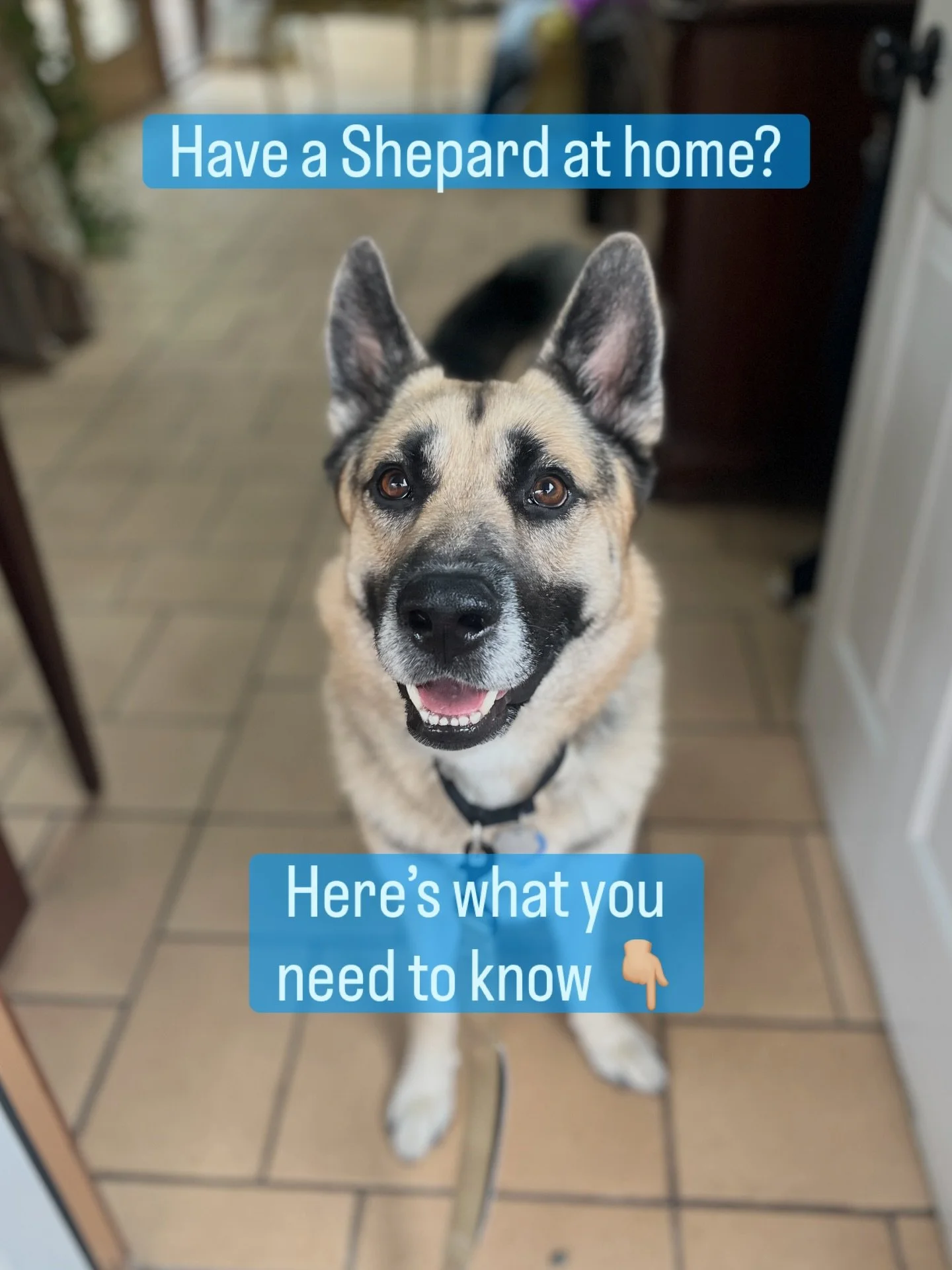 Living with a Shepherd isn&rsquo;t just &ldquo;owning a dog&rdquo; &mdash; it&rsquo;s entering a partnership with a high-octane, hyper-perceptive, work-driven athlete. As a Fear-free certified Family Dog Mediator, here&rsquo;s the real talk:

🔎 They