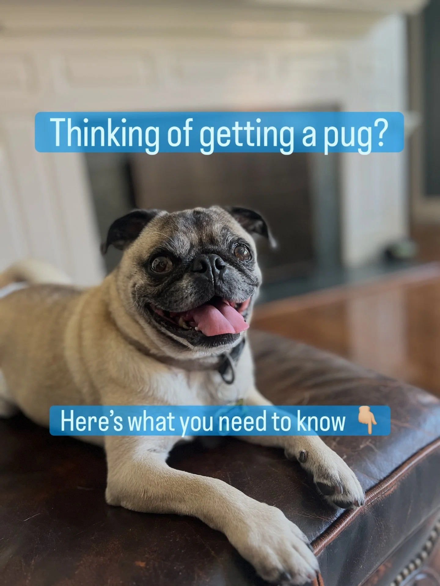 There&rsquo;s a lot of personality packed into those small bodies! Pugs aren&rsquo;t &lsquo;easy dogs.&rsquo; They&rsquo;re sensitive little comedians with big needs packed into a small, squishy body.
Here&rsquo;s the real talk every future Pug paren