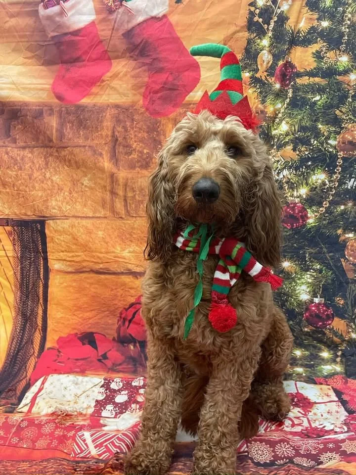 Merry Christmas to all of the families and pets we have come to know and love this past year. It&rsquo;s been amazing to have had another year full of happy tails, training successes, and pawsitive progress. Happy holidays, from Canine Compass Dog Tr