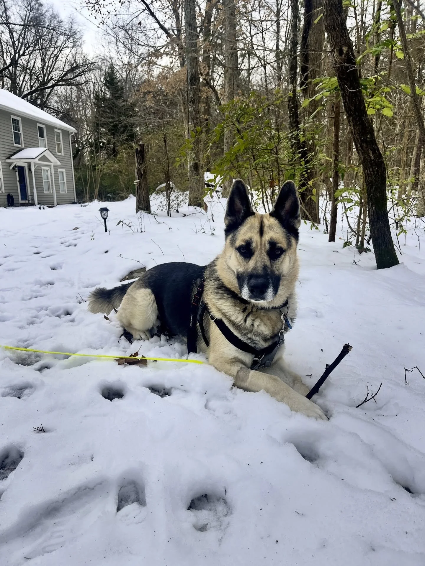 We know every husky mix out there has been having a BLAST in this weather! 
How have your pets enjoyed the snow? Comment below to share with us!