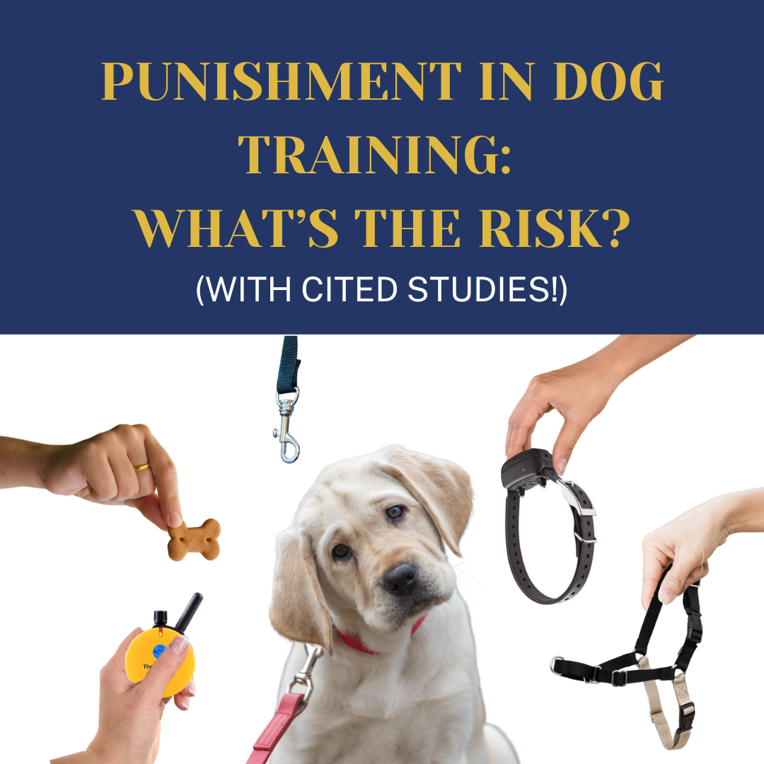Punishment in dog training: What’s the risk?