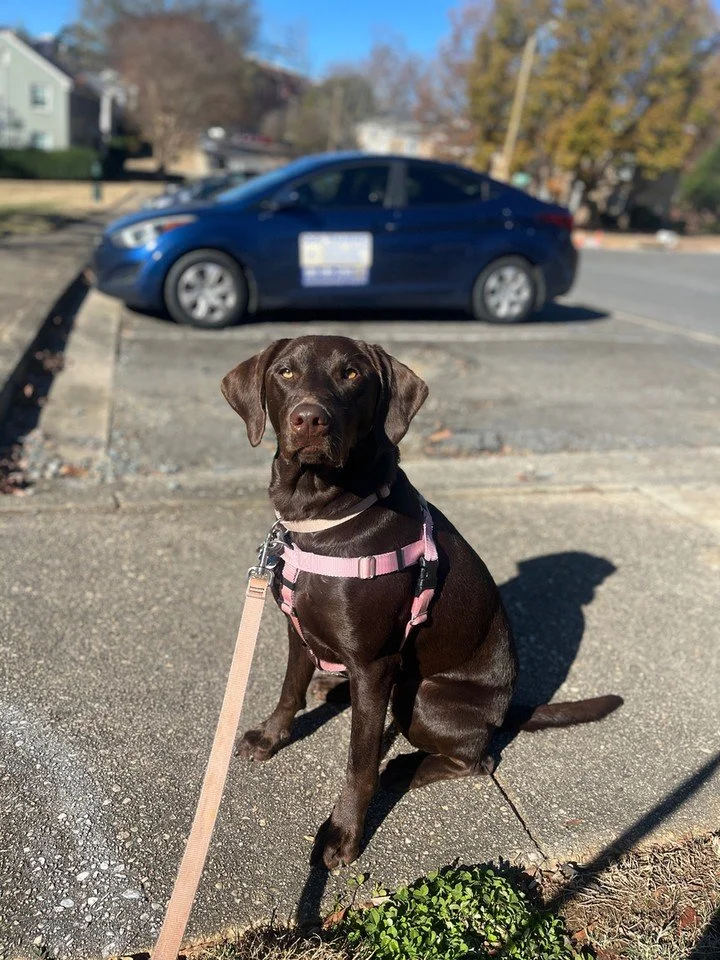 Better walks start with better skills. 🐾

At Canine Compass Dog Training, we help Charlotte, NC dogs build calm habits with reactivity training that makes everyday outings easier and safer. As your dog trainer, we focus on clear communication and re