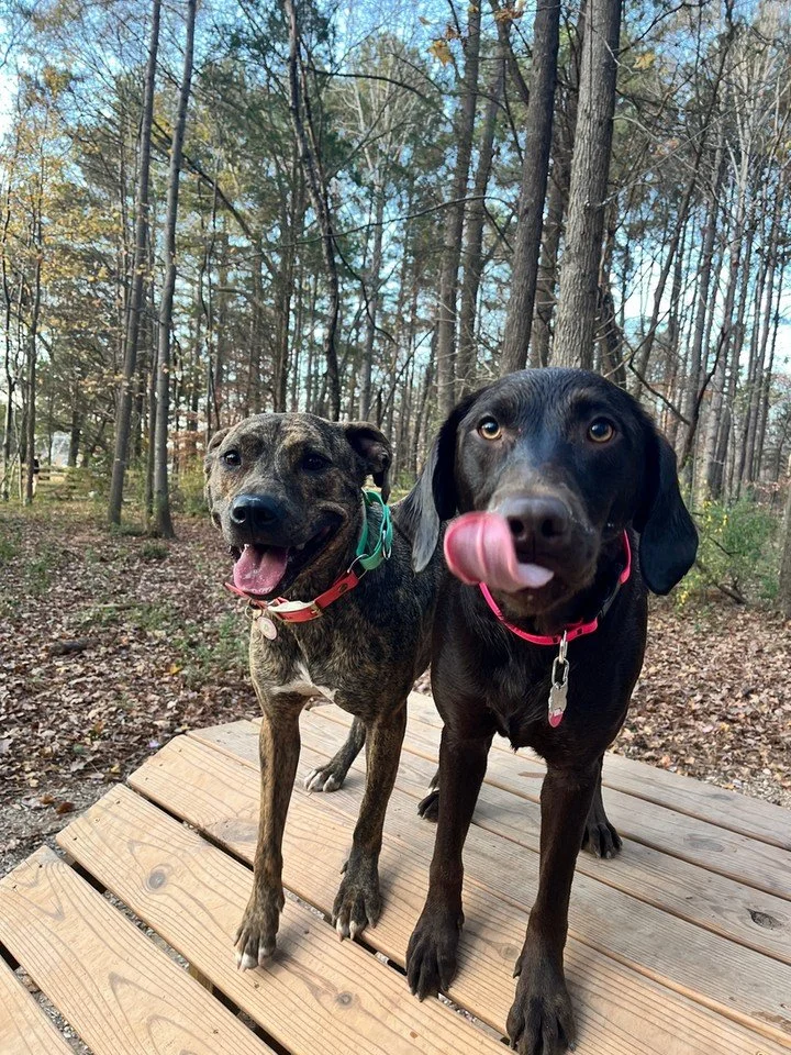Need better focus and calm behavior on walks in Charlotte, NC? We&rsquo;re Canine Compass Dog Training, and we help dogs learn real-life skills with clear, force-free coaching.

As a dog trainer, we start by finding what&rsquo;s driving the behavior,