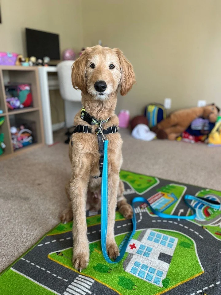 Want a calmer, more attentive dog at home in Charlotte, NC? At Canine Compass Dog Training, we focus on positive, clear steps that fit your dog and your daily routine.

We offer in home dog training so we can work where real-life distractions happen,