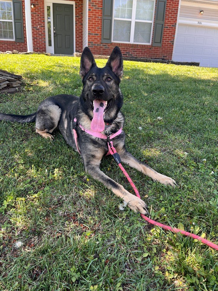 Settle your dog at home with skills that last 🐾 We&rsquo;re Canine Compass Dog Training, and we help families in Charlotte, NC build calm, reliable habits without force.

If walks, guests, or big feelings are getting in the way, our dog behavior tra