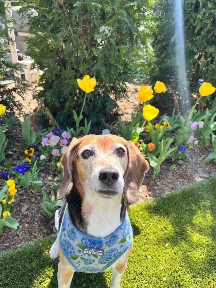 Spring is a great time to refresh your routines with your dog. 🌷🐶

At Canine Compass Dog Training, we help families in Charlotte, NC with dog behavior training that focuses on real-life skills, not quick fixes. If you need puppy training or obedien