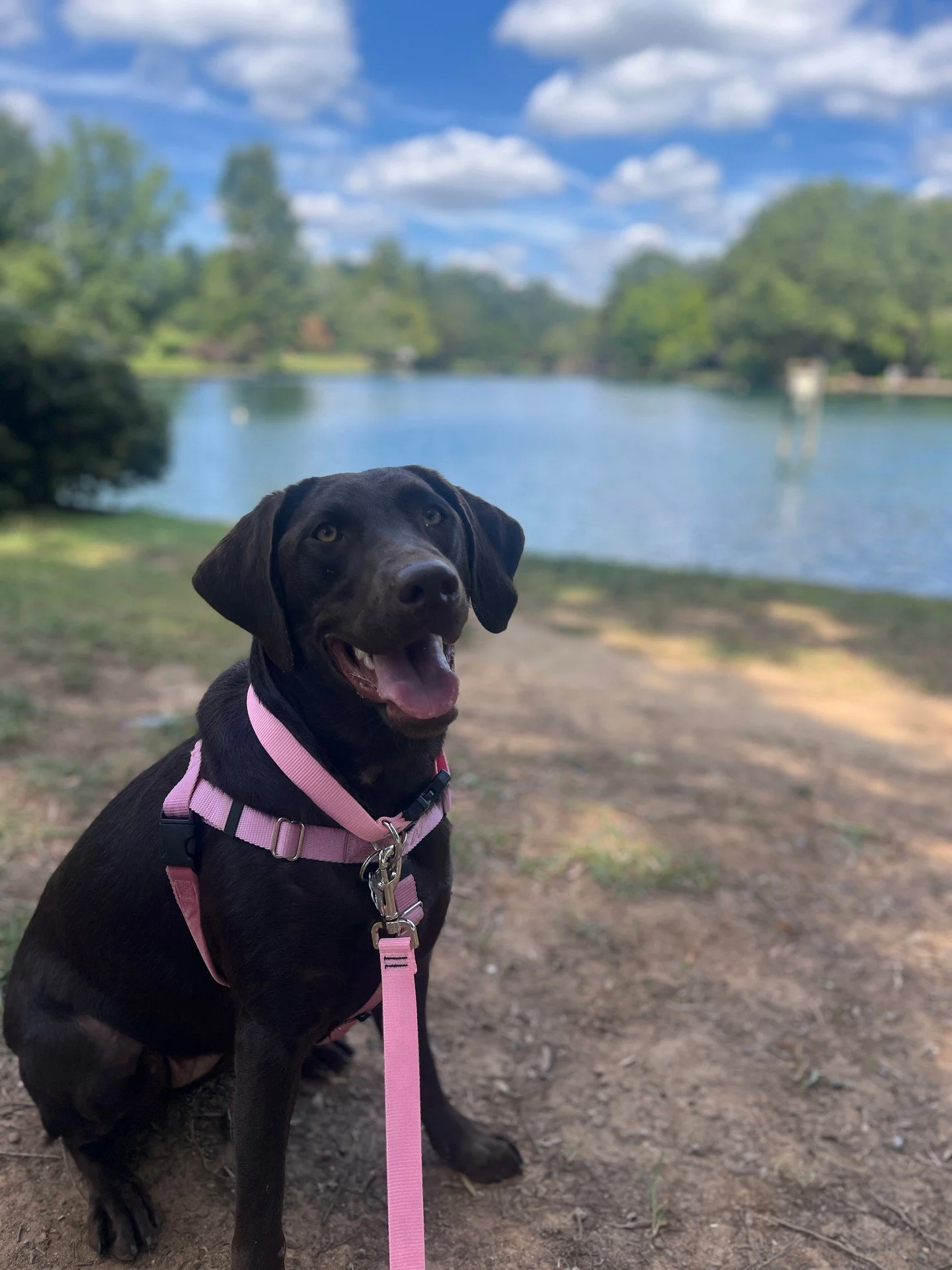 Fresh air and a calm leash can make a big difference. 🐶

At Canine Compass Dog Training, we help families in Charlotte, NC build better walks and smoother routines with in home dog training that fits your real life. Our dog behavior training focuses