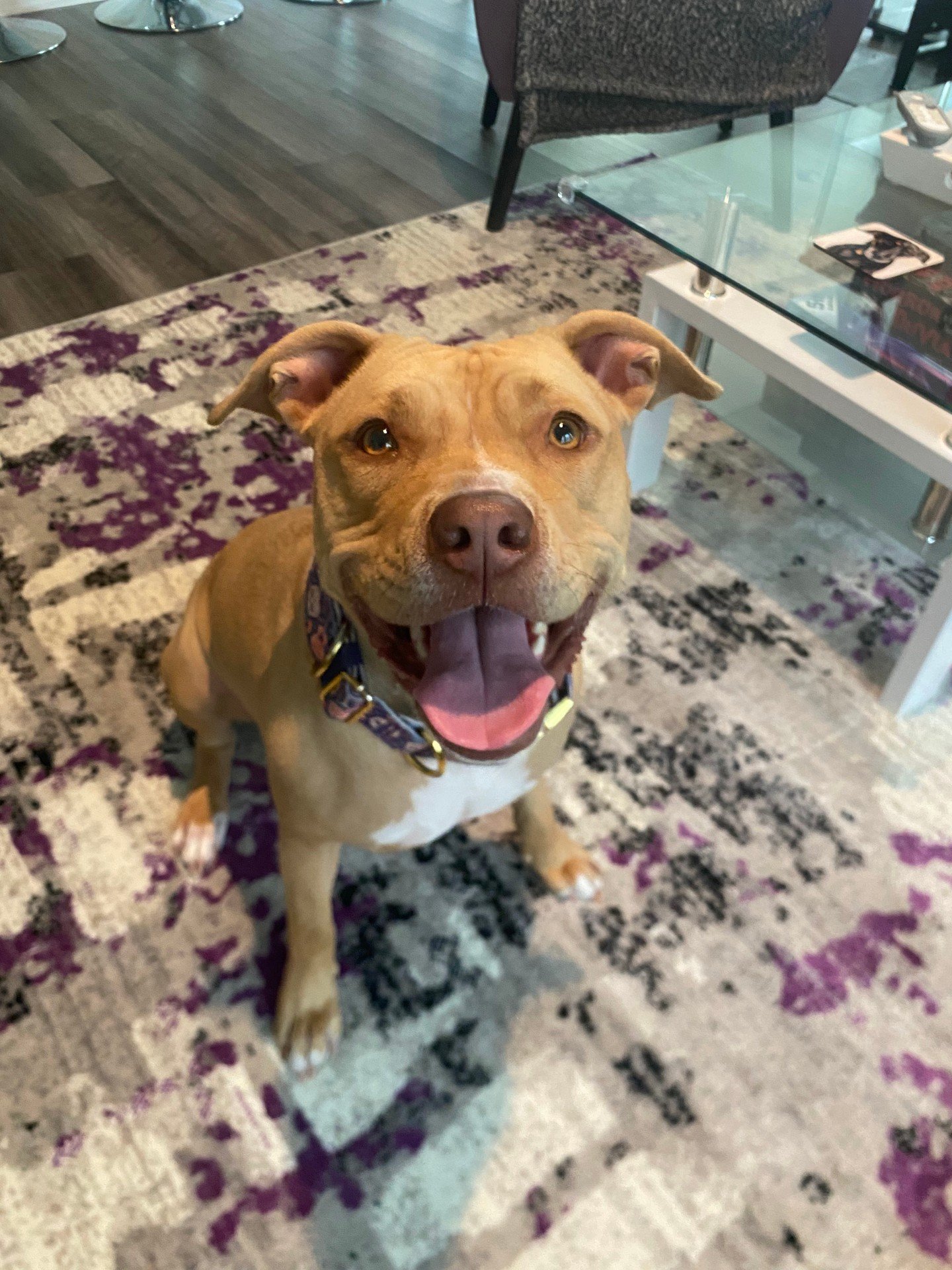 Weekend adventures are more fun when your dog checks in and listens 🐾

At Canine Compass Dog Training, we help families in Charlotte, NC build real-life skills that hold up outside the house. If walks feel stressful or your dog gets too excited arou