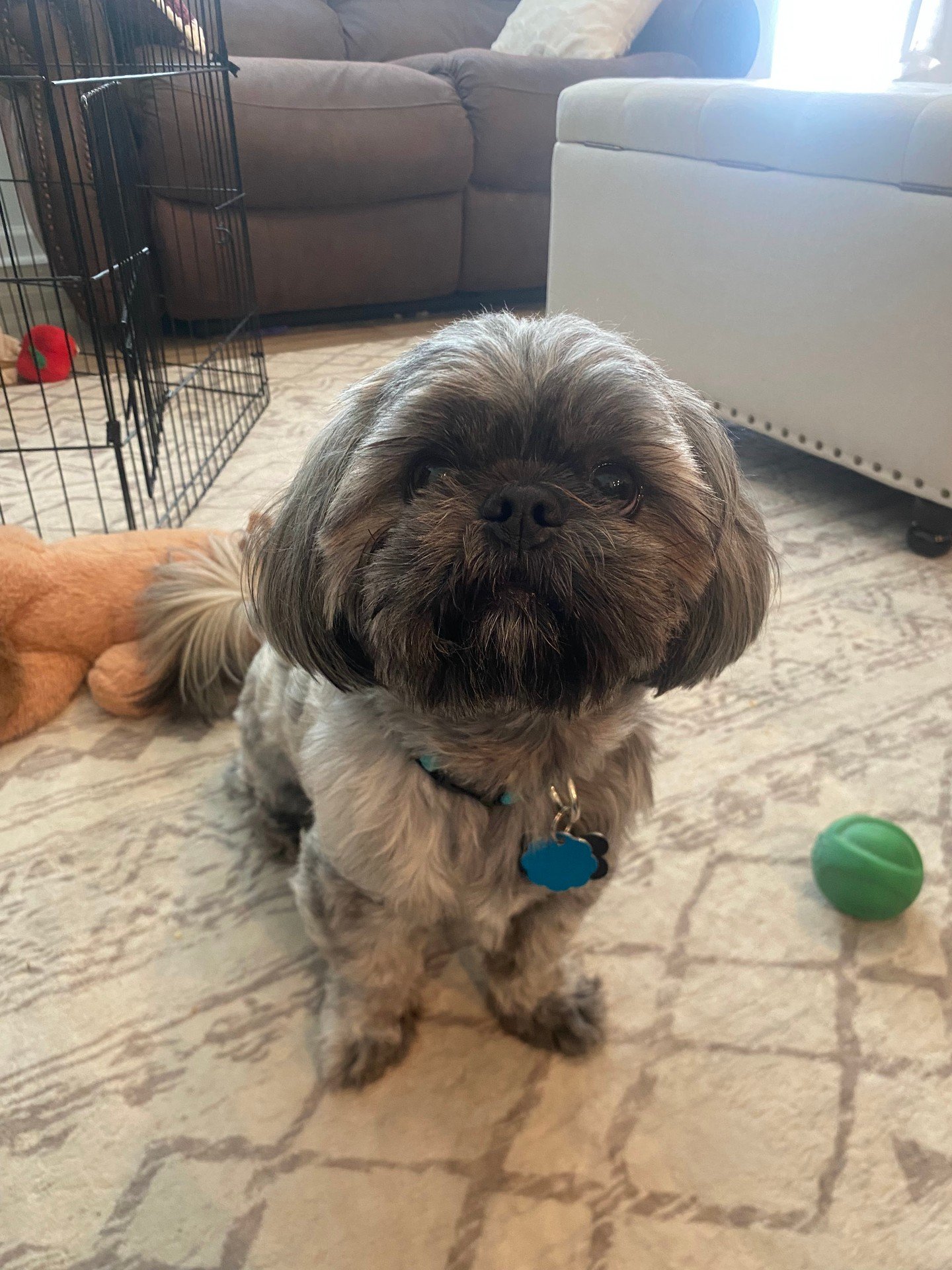 Home should feel calm for you and your dog. 🐾 At Canine Compass Dog Training, we help families in Charlotte, NC build better routines with in home dog training that fits your real life.

We focus on dog behavior training using clear, reward-based st
