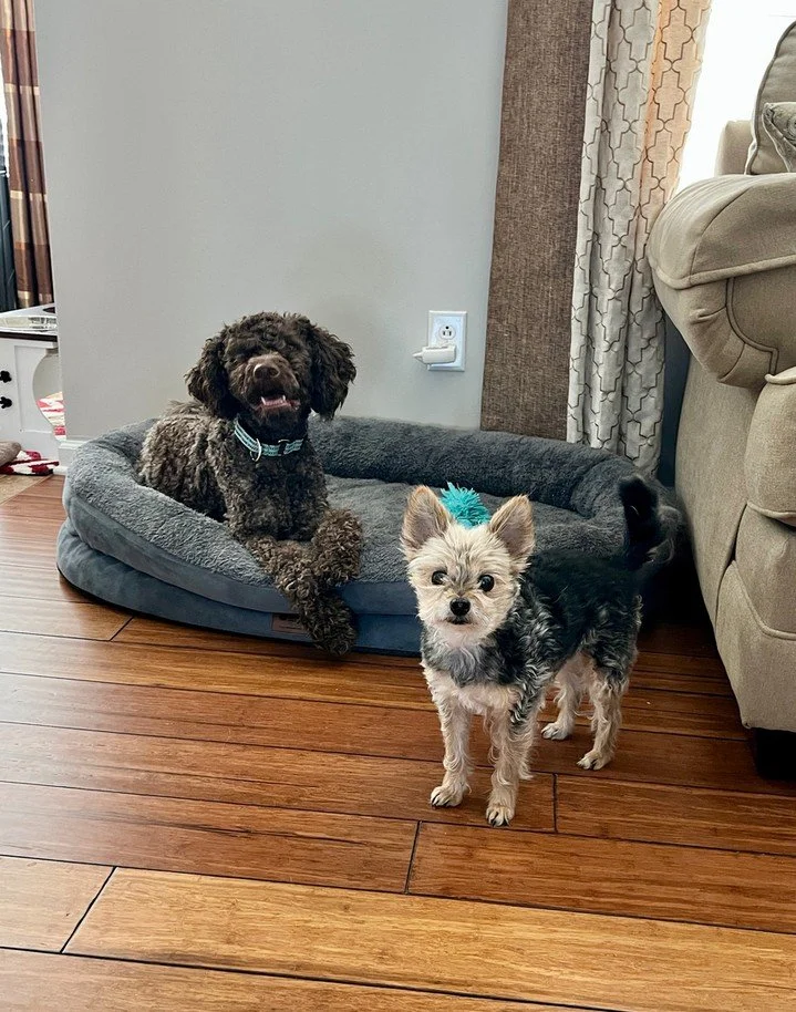 Home should be the easiest place for your dog to settle. 🐾

At Canine Compass Dog Training, we focus on in home dog training in Charlotte, NC so we can work on real-life routines where behavior happens. As a dog trainer, we use clear, positive steps