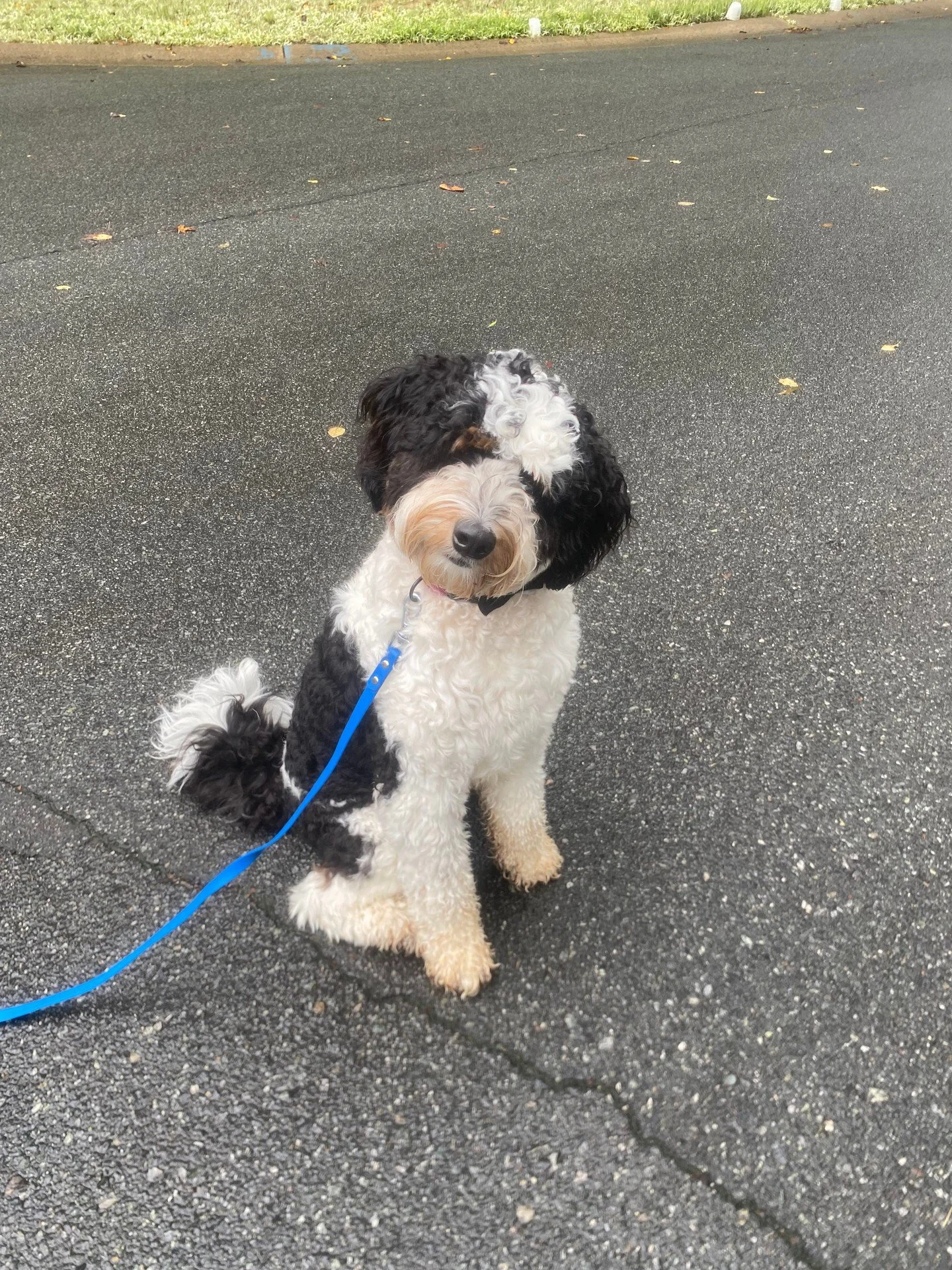 Rainy-day walks still need good manners. 🐾 At Canine Compass Dog Training, we help dogs in Charlotte, NC build calm leash skills and better focus using positive, science-based training.

If you&rsquo;re searching for a dog trainer, we can tailor pup