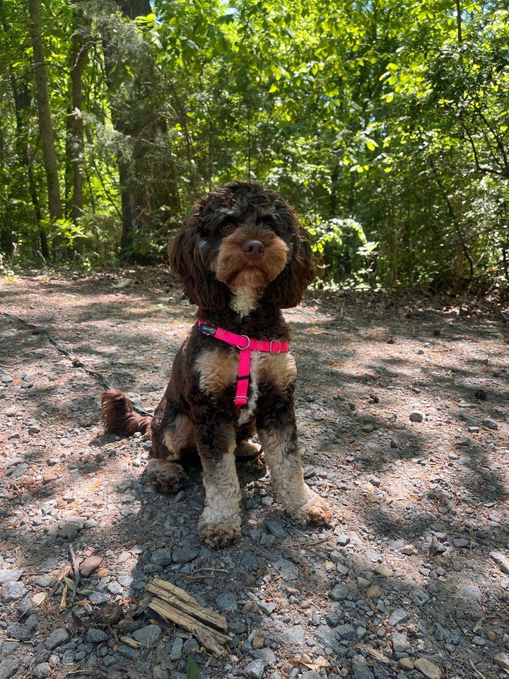 Trail manners start with calm focus 🐾

At Canine Compass Dog Training, we help families in Charlotte, NC build better walks and better communication with force-free dog behavior training. If you&rsquo;re working through pulling, reactivity, or ignor