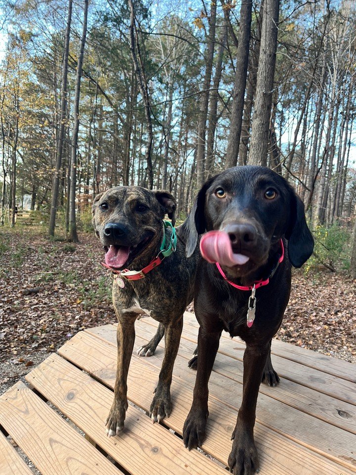 Fresh air and a little structure can go a long way for busy dogs in Charlotte, NC. 🐾 At Canine Compass Dog Training, we focus on in home dog training that fits your real routine, so skills carry over to everyday life.

We can help with:
&bull; puppy