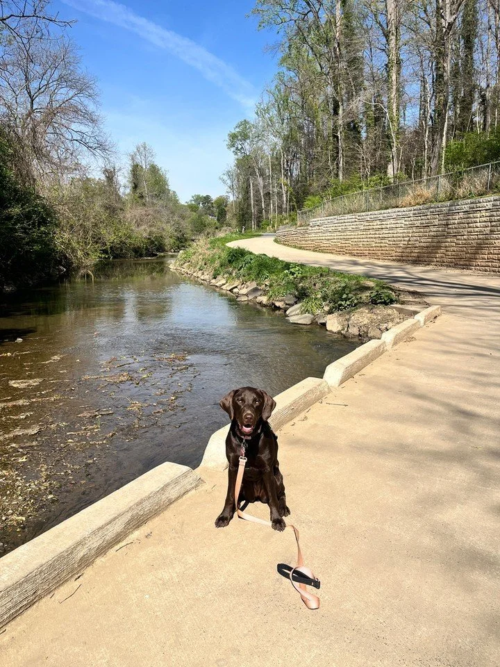 Calm walks start with clear communication 🐾

At Canine Compass Dog Training, we help dogs and their people in Charlotte, NC build real-life skills using positive, science-based methods. If you need a dog trainer for pulling, jumping, or distractions