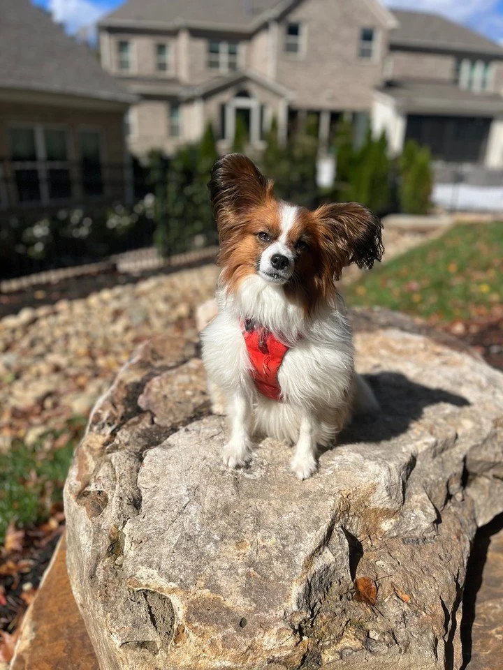 Good backyard manners start with calm focus. 🐶

At Canine Compass Dog Training in Charlotte, NC, we help families build reliable habits with puppy training that fits real life. We keep it simple, positive, and clear so your dog knows what to do even