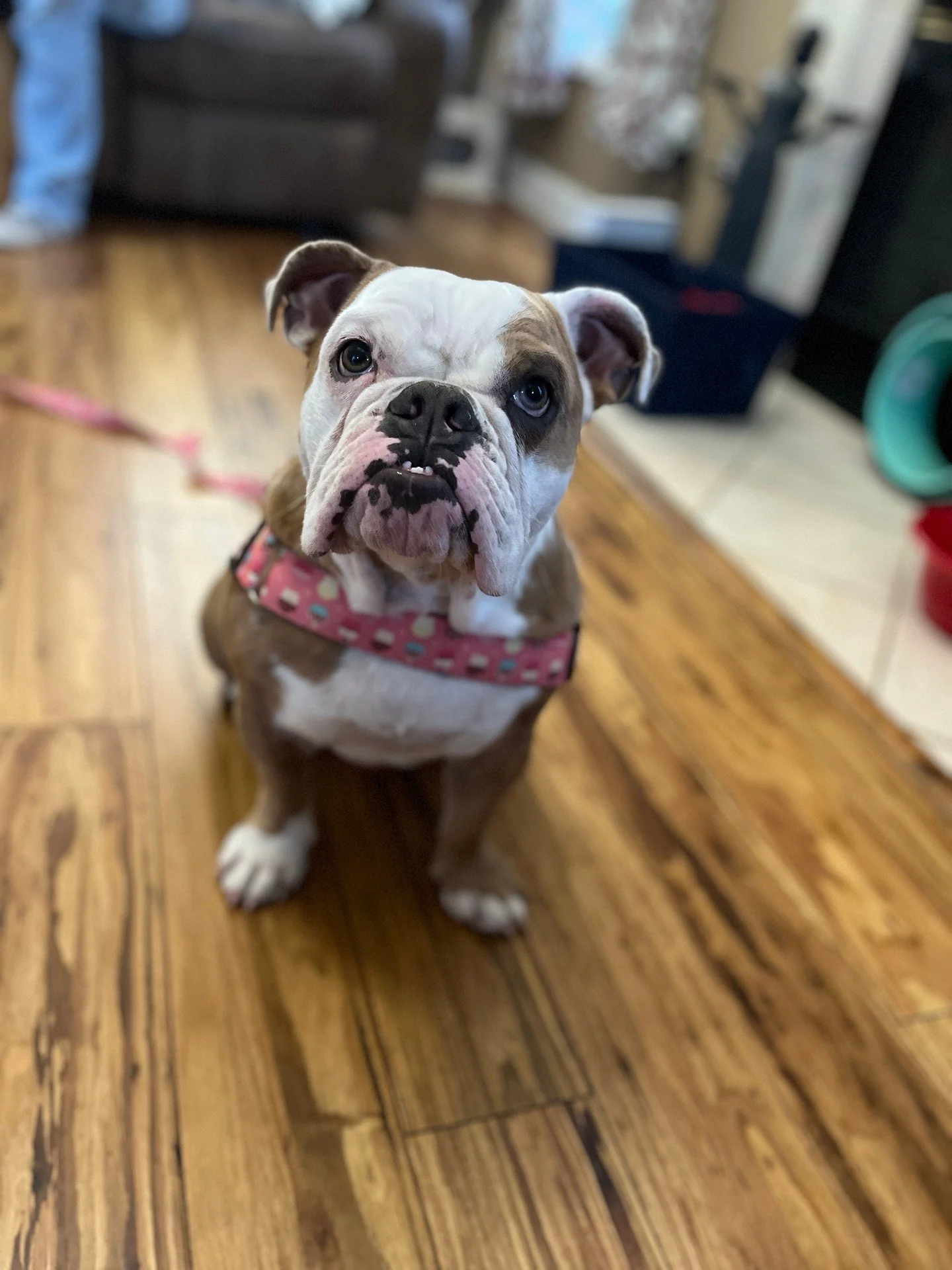 Home is where real training happens. 🐶

At Canine Compass Dog Training, we help families in Charlotte, NC build calm, reliable habits with in home dog training that fits your daily routine. As your local dog trainer, we focus on dog behavior trainin