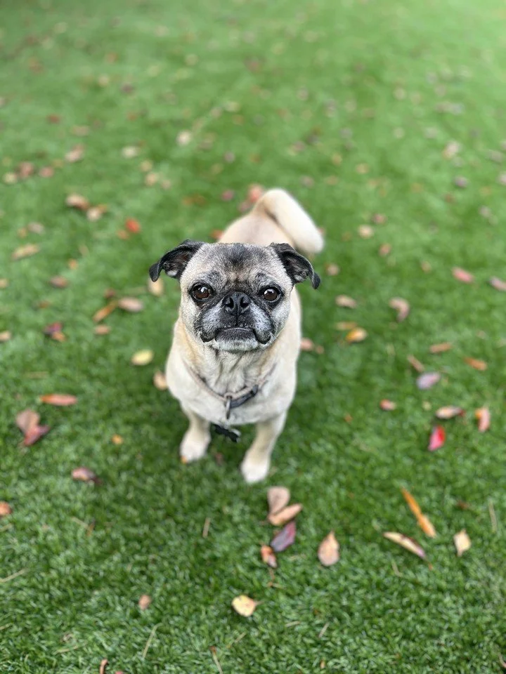 Crisp fall days are great for building better manners with your dog in Charlotte, NC. 🍂🐾 At Canine Compass Dog Training, we focus on clear communication and calm skills that carry over into real life, not just during sessions.

Whether you need pup