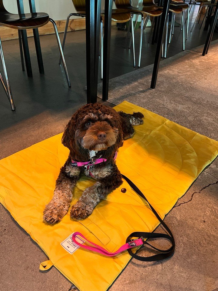 Set your dog up for calmer days at home 🐾 At Canine Compass Dog Training in Charlotte, NC, we focus on positive, practical dog behavior training that fits your real life.

Whether you need puppy training, obedience training, or in home dog training,