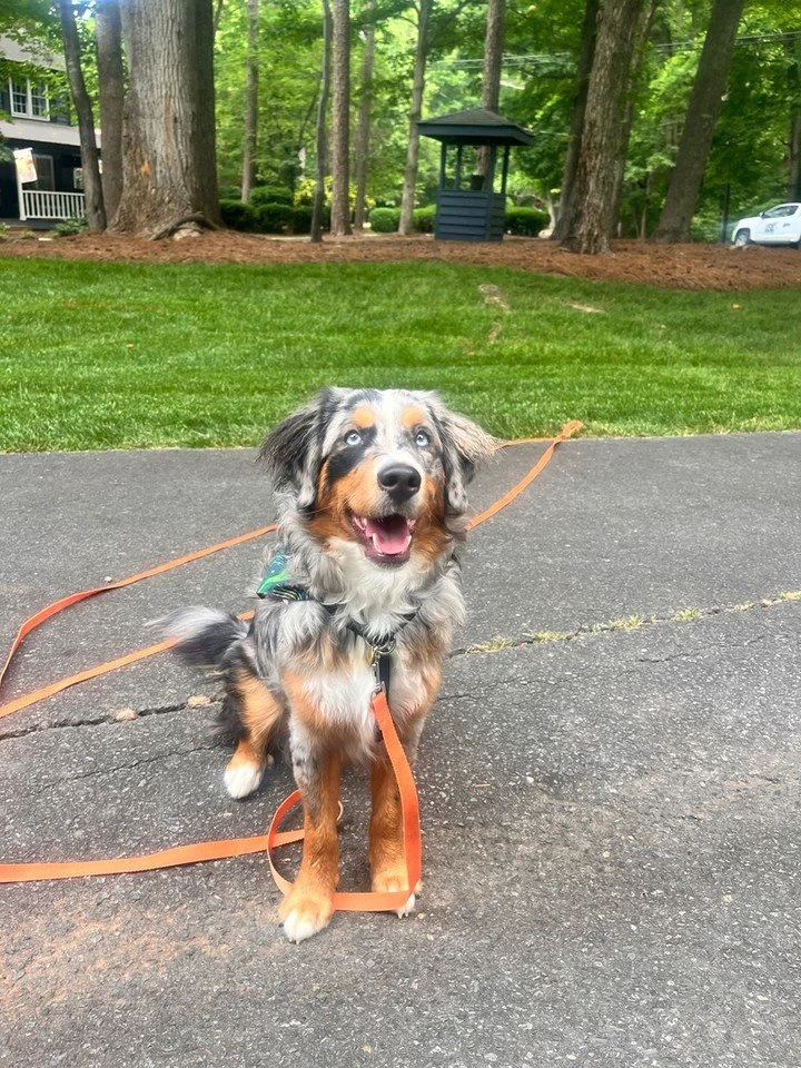 Start with the right habits and your puppy will thank you later 🐾

At Canine Compass Dog Training, we help families in Charlotte, NC build calm, confident dogs using puppy training that fits real life. As a dog trainer team, we focus on clear commun