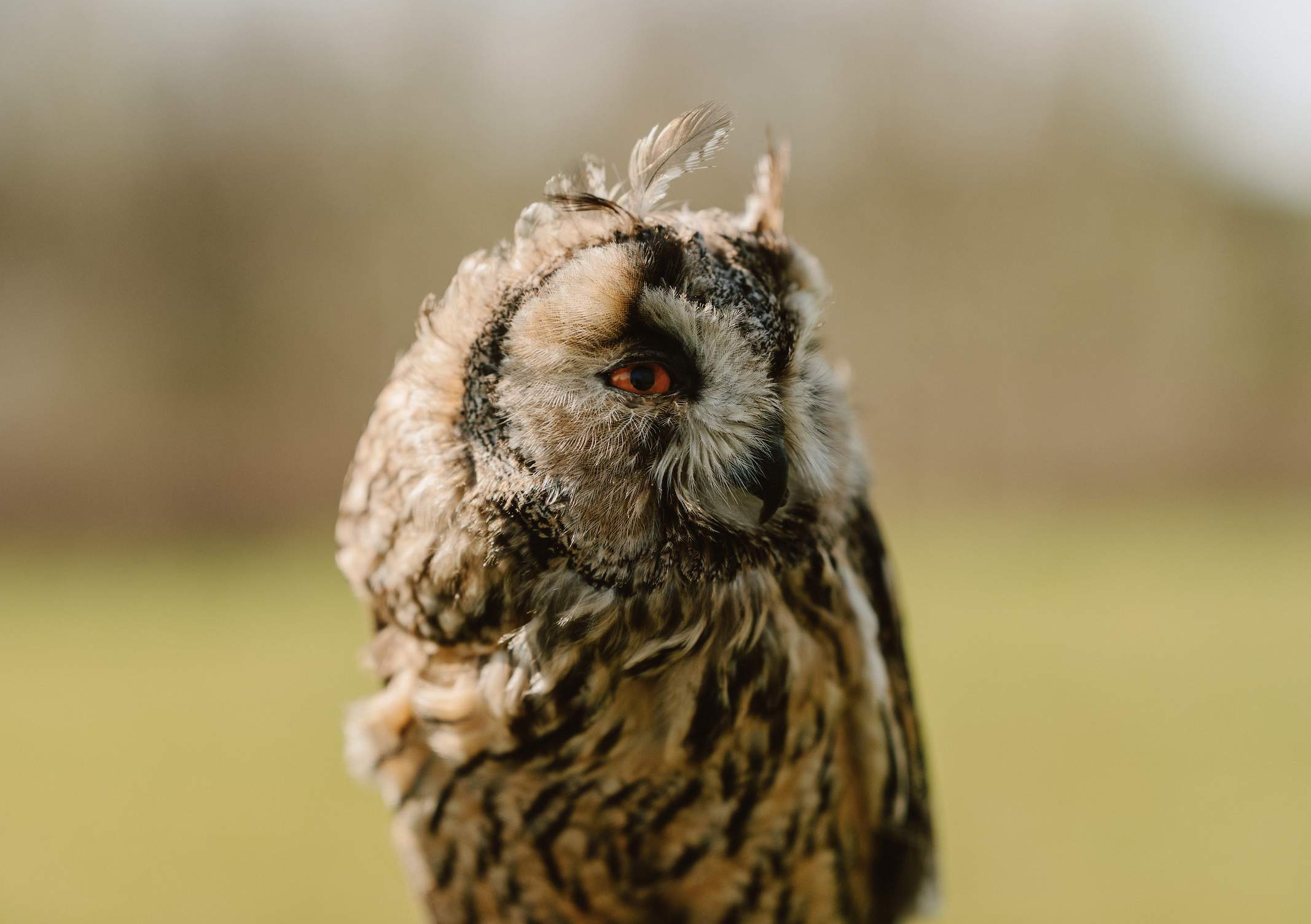 owl