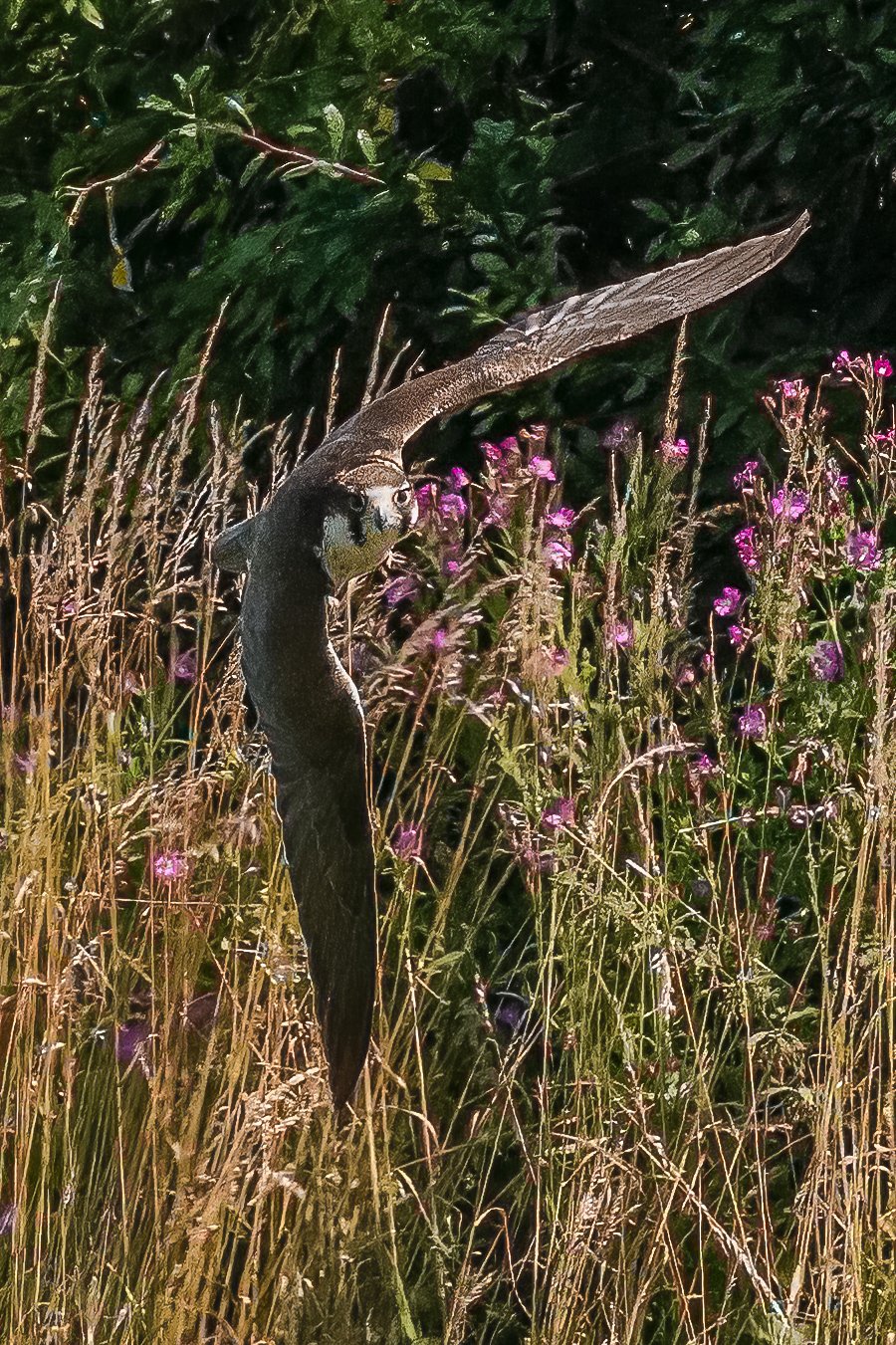 RAA07797-Edit-Edit.jpg