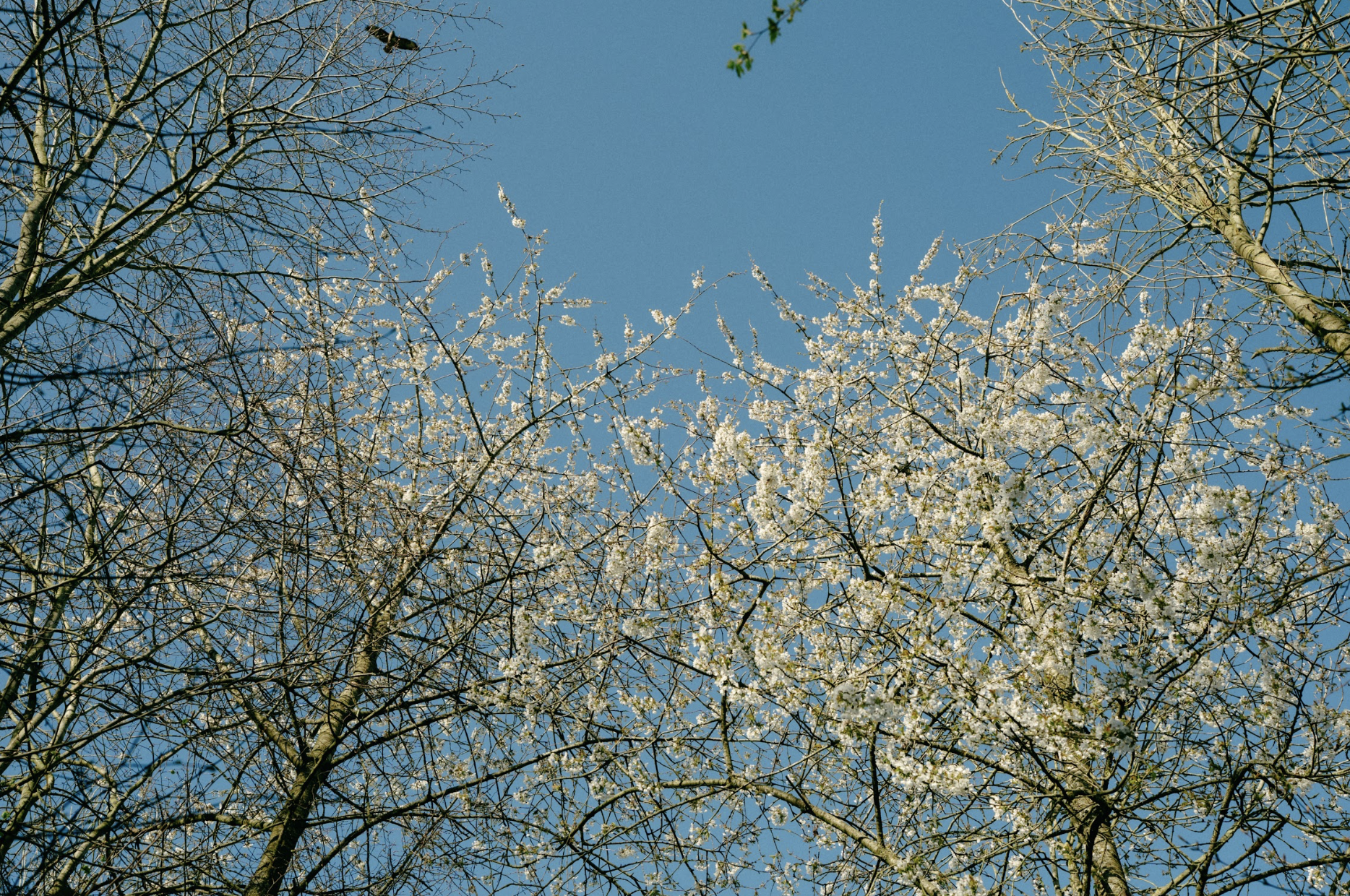 Blossom arriving in April in the woods.png