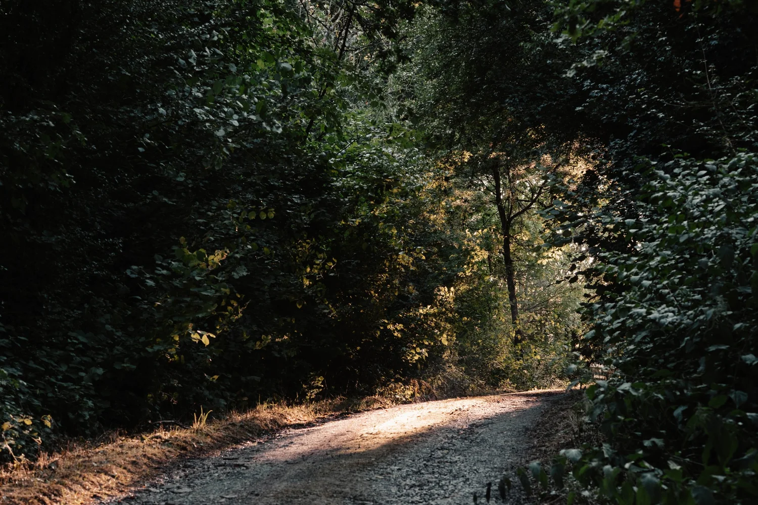 Sunlit woodland path winding through the trees