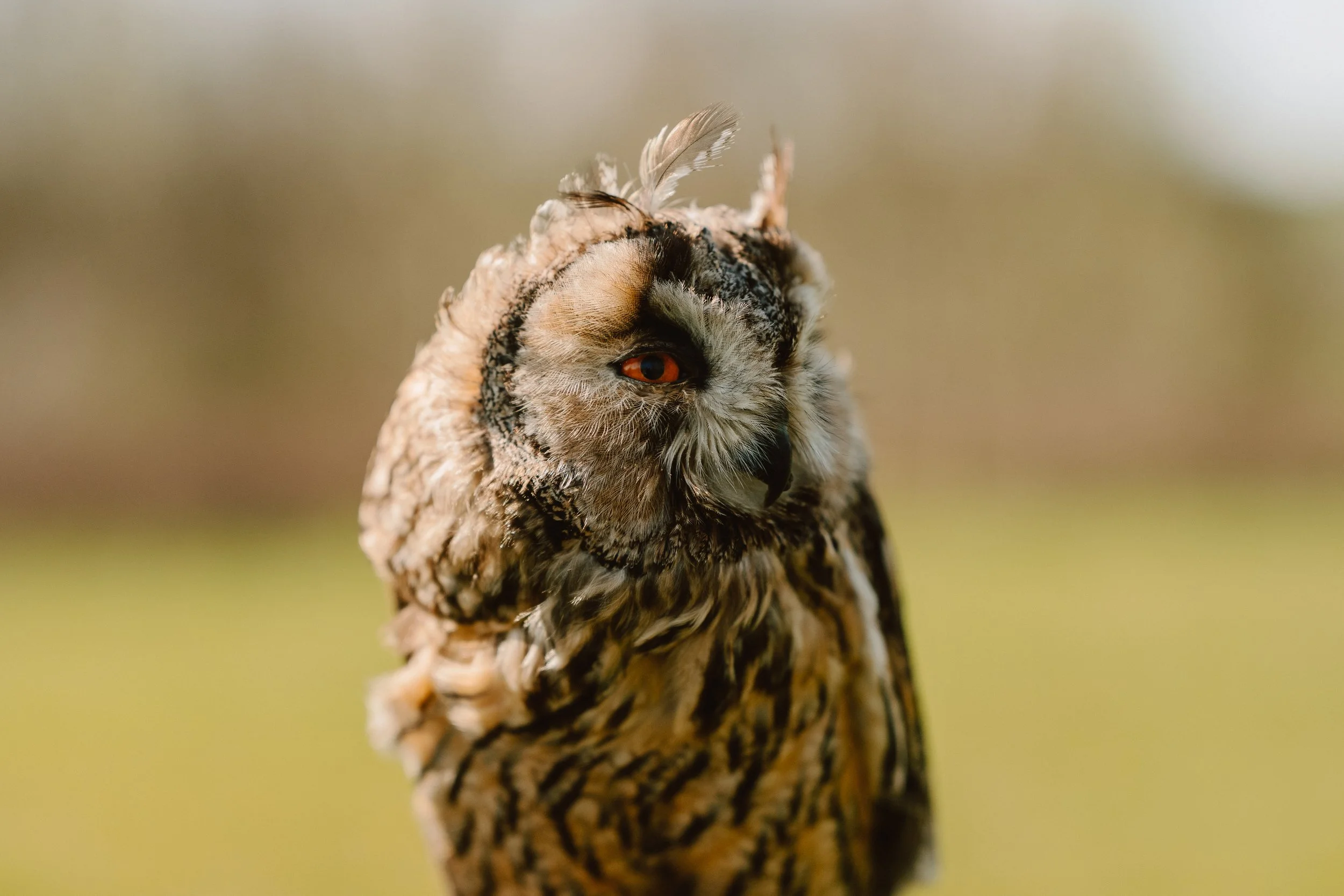 Close-up of an owl with orange eyes, brown and black feathers, standing on a branch with a blurred green and light background.