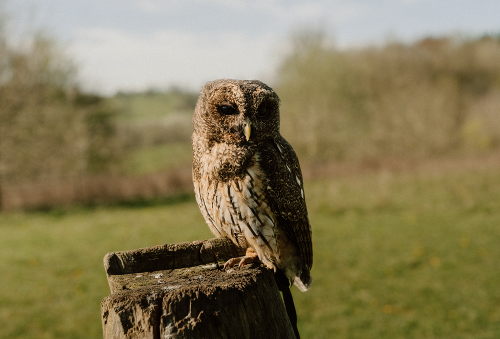 Falconry experience available for guests at Brook House Woods