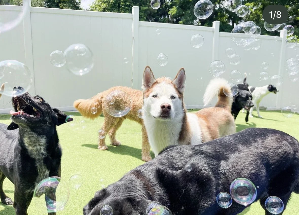 Barklyn Heights Dog Daycare