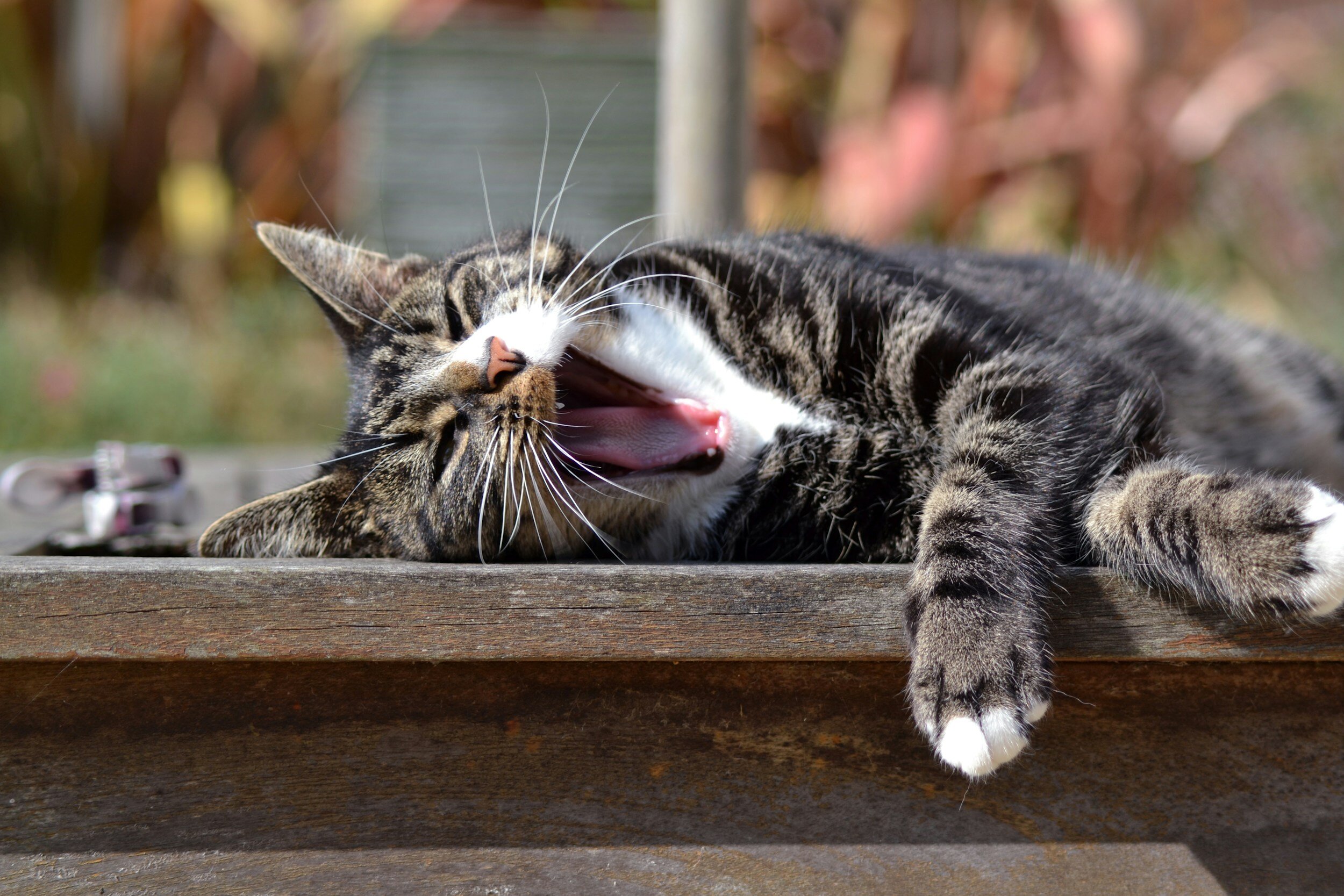 Stretch &amp; Pandiculate (like a cat or dog!)