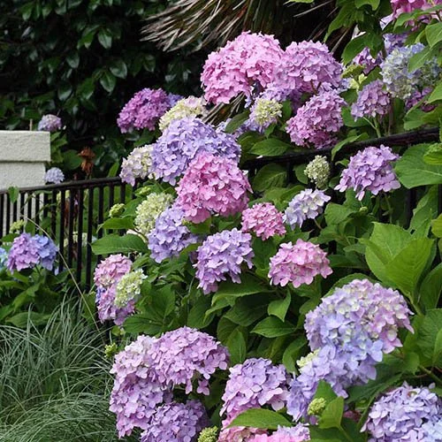 inside cover hydrangea.JPG