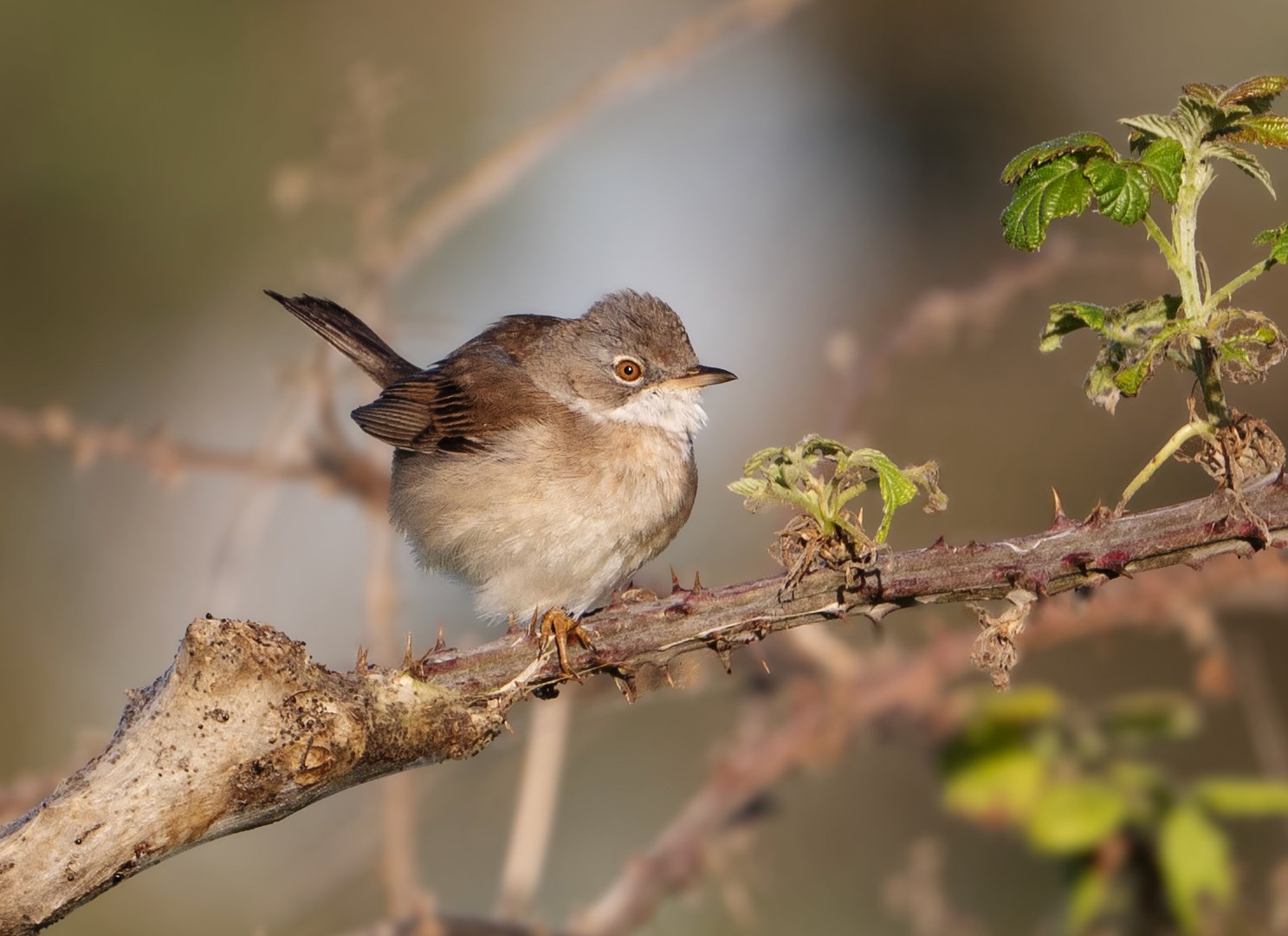 Whitethroat sitting on a bramble
