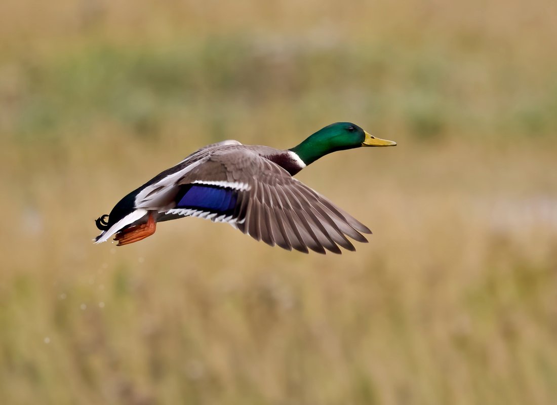 Mallard