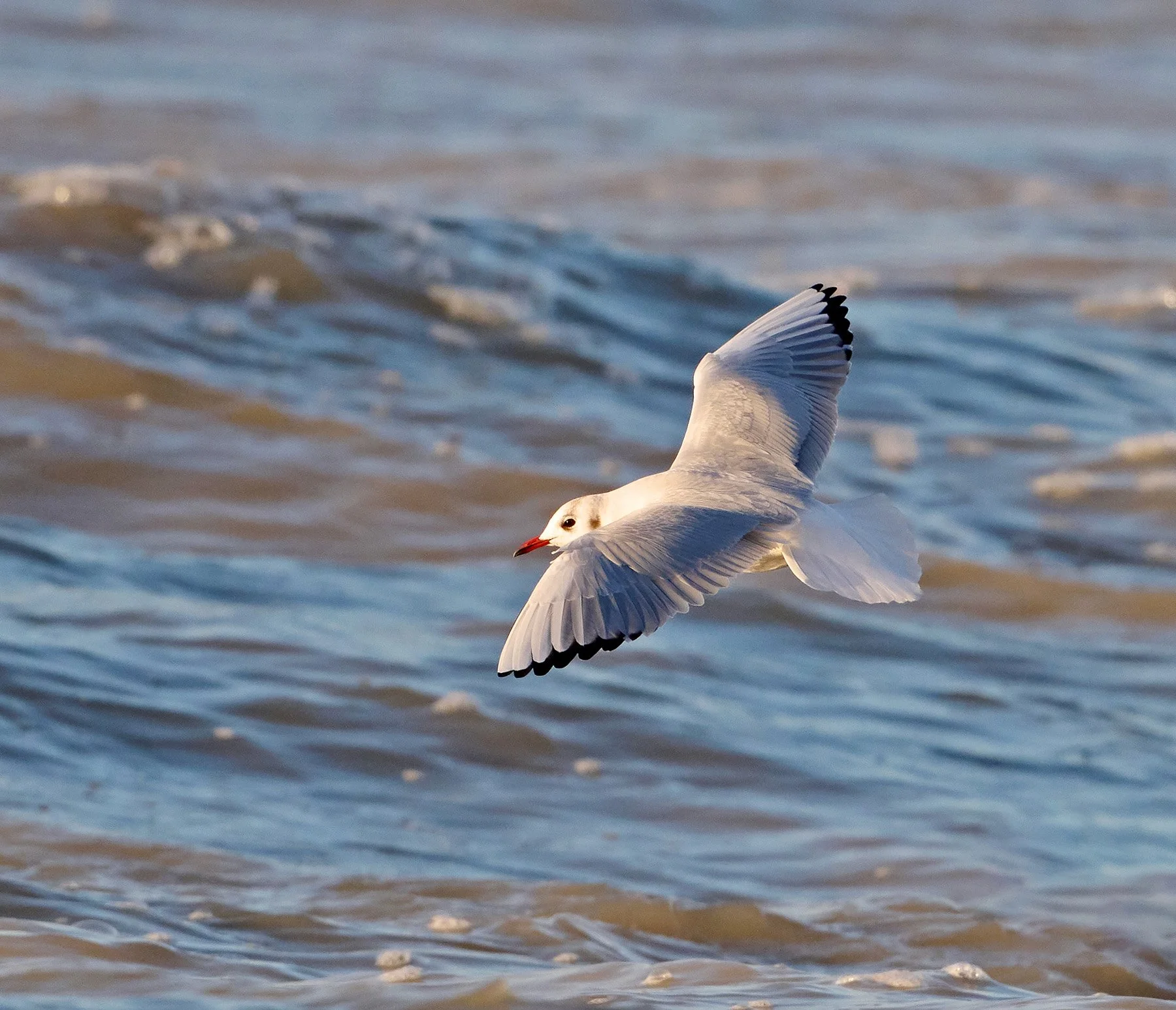 Black heads gull flying over the sea
