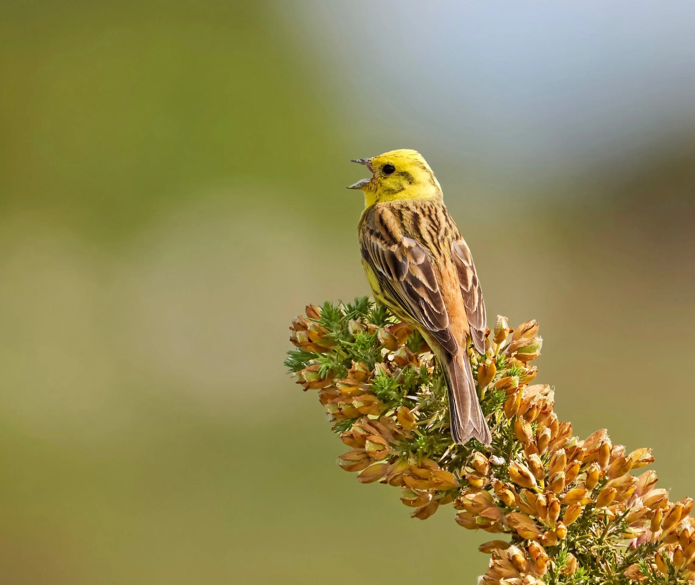 Yellowhammer singing